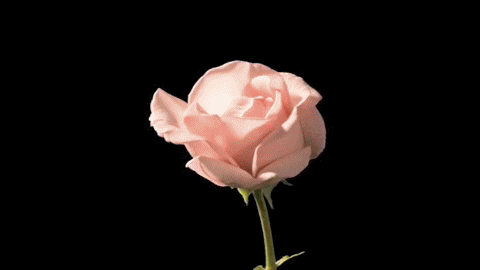 tumblr_lvcpnqdHlT1qkedbio1_500.gif
