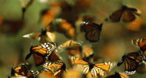 tumblr_m6o9emGMUJ1qgynxpo1_500.gif