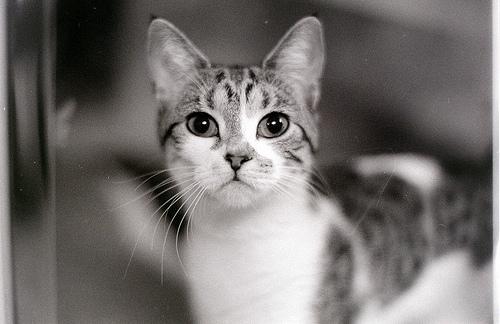 902807_Beautiful-cat_620.jpg