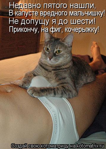 kotomatritsa_8i1.jpg