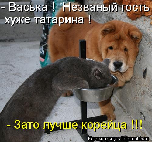 kotomatritsa_ce.jpg