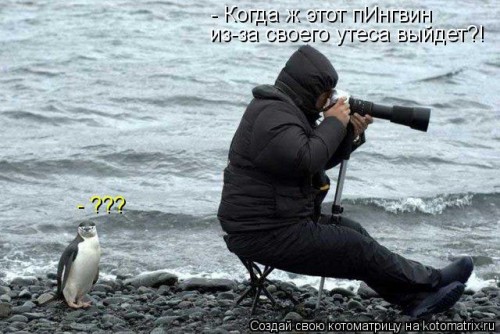 kotomatritsa_KcN.jpg