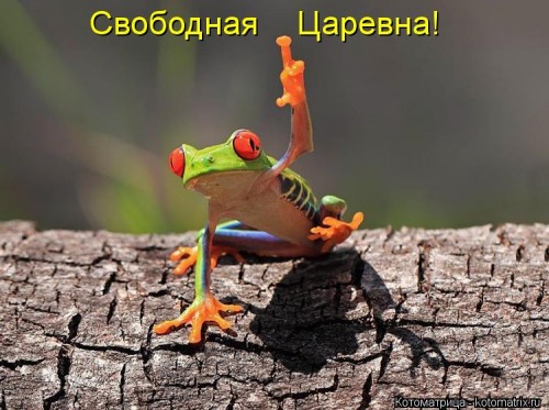 kotomatritsa_LD.jpg