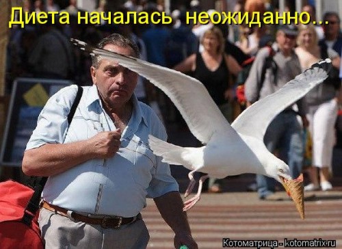 kotomatritsa_RD.jpg