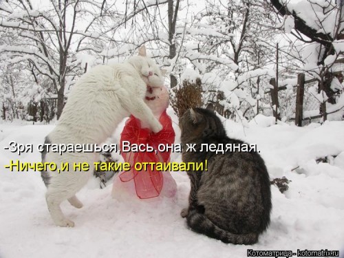 kotomatritsa_ua.jpg