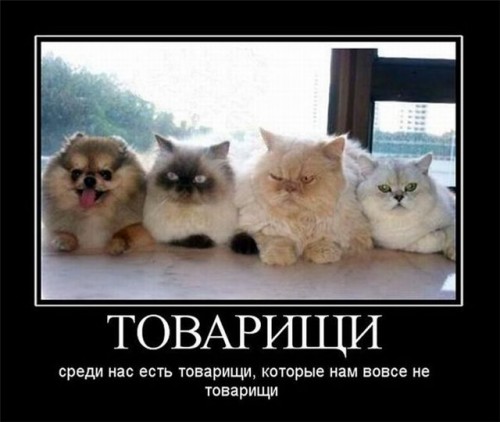 товарищи.jpg