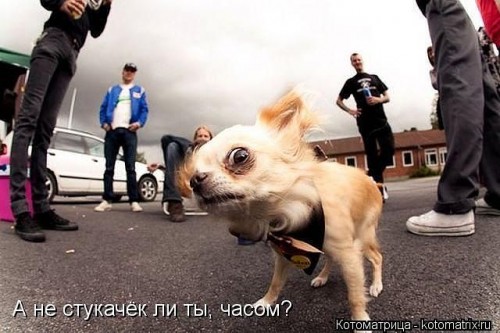 а не стукачек ли ты часом.jpeg