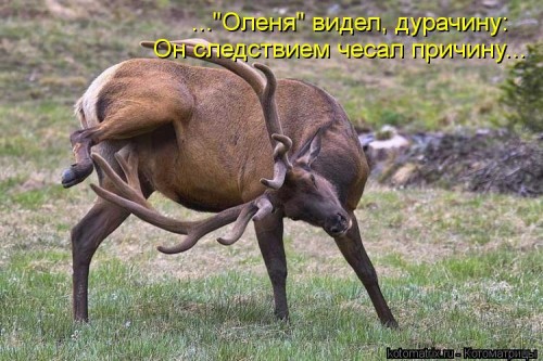 kotomatritsa_6Q.jpg