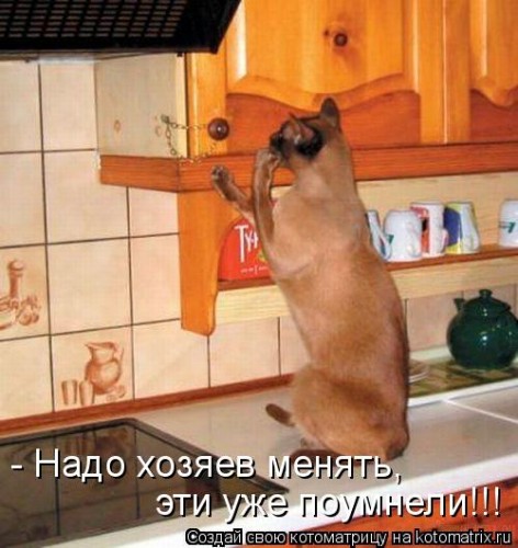 kotomatritsa_jt.jpg