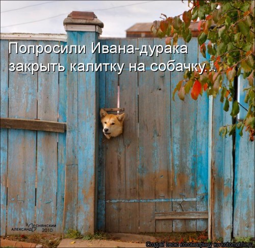 kotomatritsa_m.jpg