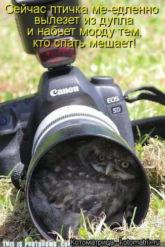 kotomatritsa_m7.jpg