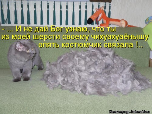 kotomatritsa_Od.jpg