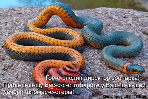 kotomatritsa_t4.jpg