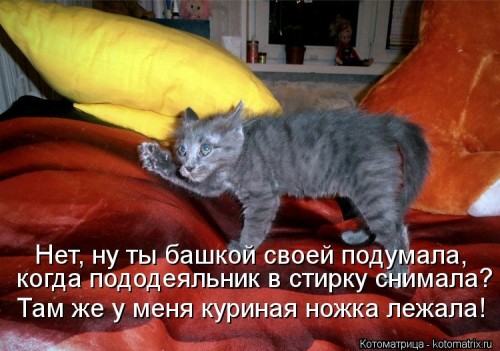 kotomatritsa_zm.jpg