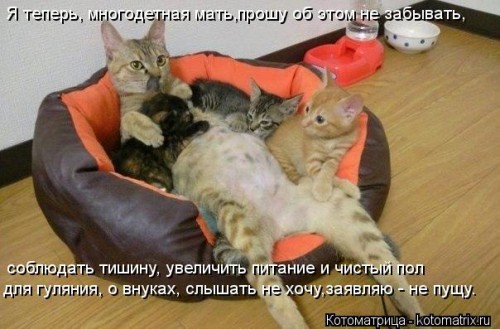 kotomatritsa_I-.jpg