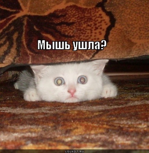 mysh-ushla_1301502888.jpg
