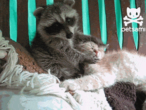 tumblr_mineev7Px61rw1wnno1_400.gif