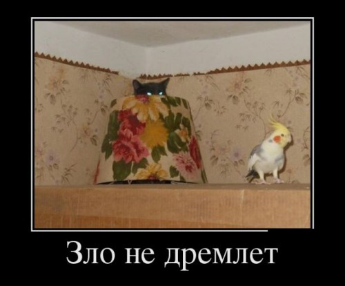bdc01f.jpg