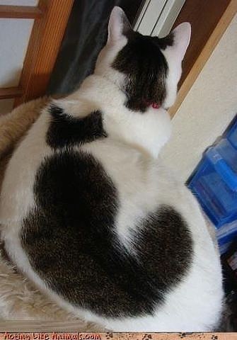 КОТ, У КОТОРОГО НА СПИНЕ КОТ