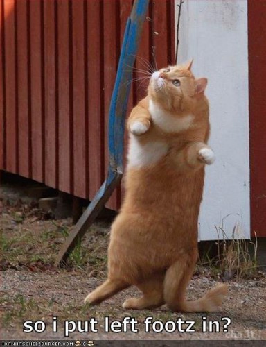 1316591742_funny-picture-left-foot-cat_large.jpg