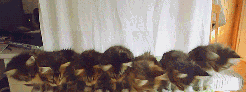 1 (2).gif
