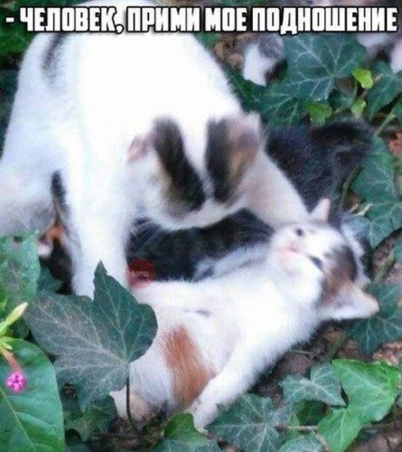 e32ef3.jpg