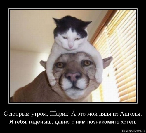 1324276382-s-dobrym-utrom-sharik_-a-yeto-moj-dyadya-iz-angoly.jpg