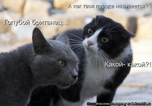 85083302_Kotomatrica_fotoprikoluy_48.jpg