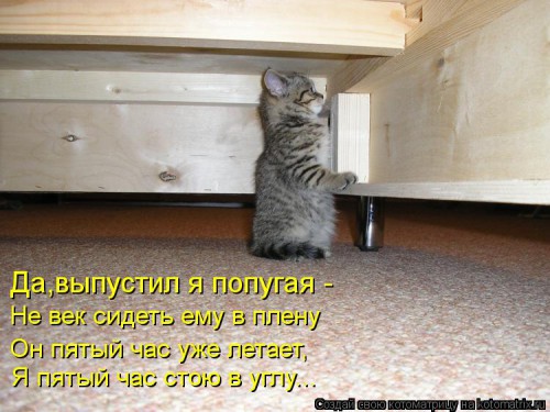 kotomatritsa_gT.jpg