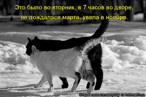 kotomatritsa_05.jpg