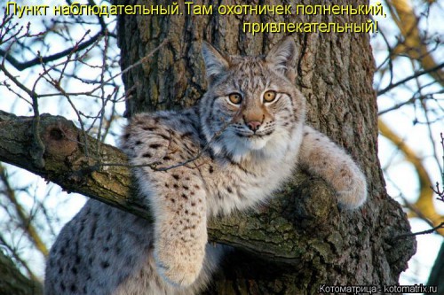 kotomatritsa_0u.jpg