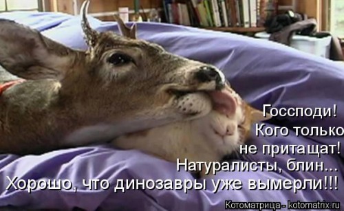 kotomatritsa_n.jpg