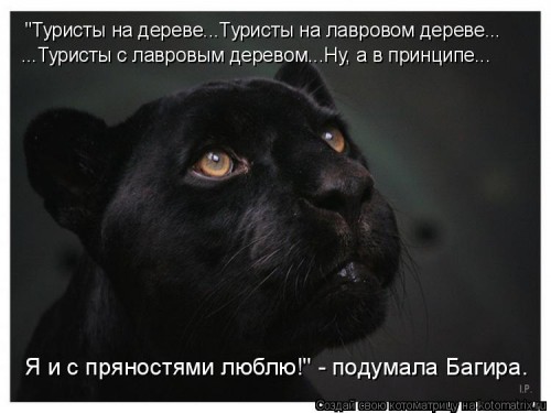 kotomatritsa_bk.jpg