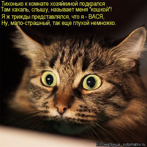 kotomatritsa_m.jpg