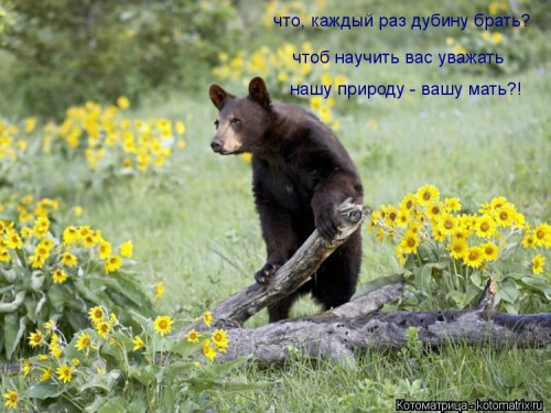 kotomatritsa_jI.jpg