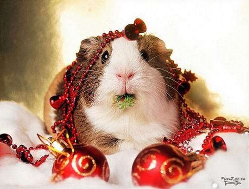 1324145588_new_year002.jpg