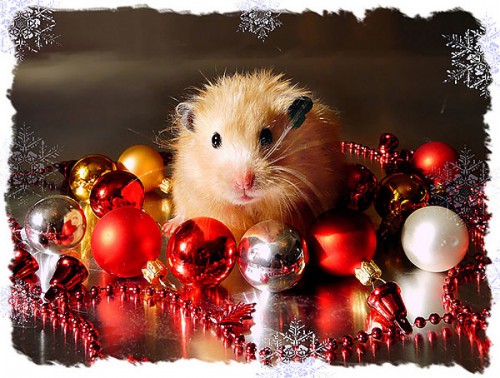 hamster284.jpg
