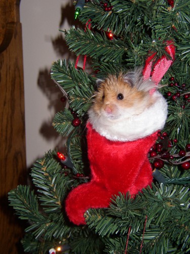meh_hamster_micky_by_sand_fox.jpg