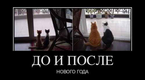 котэ-новый-год-песочница-187930.jpeg