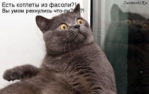 762-Kot-v-shoke.jpg
