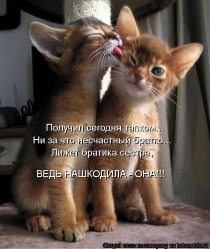 93075964_kotomatritsa_E.jpg