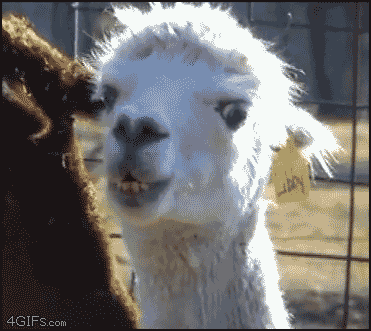 76898.gif