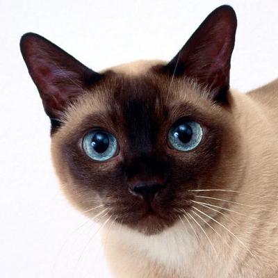 UuEmiSRY_400x400.jpg