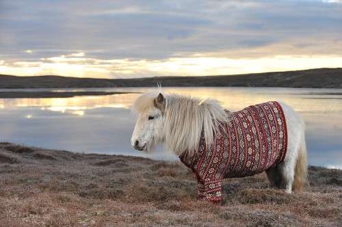 shetlandponies05.jpg