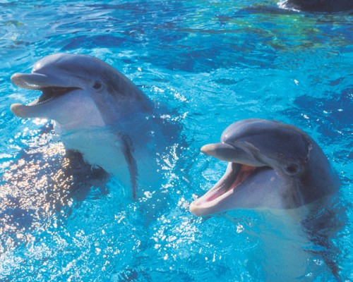 dolphins1.jpg