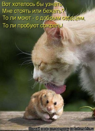 83755036_kotomatrix_14[1].jpg