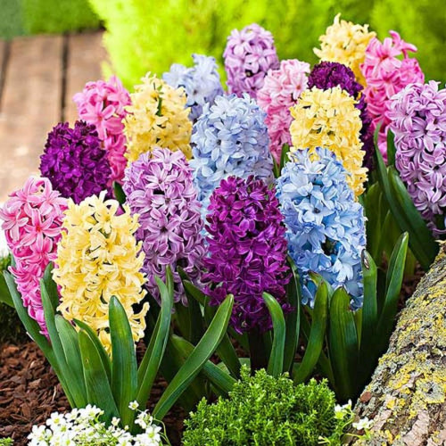 hyacinths-blue-jacket-gipsy-princess-red-magic_1.jpg